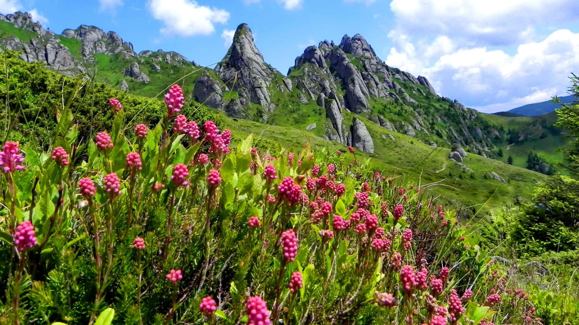 Imagende Flores Silvestres De Montaña Paisajística