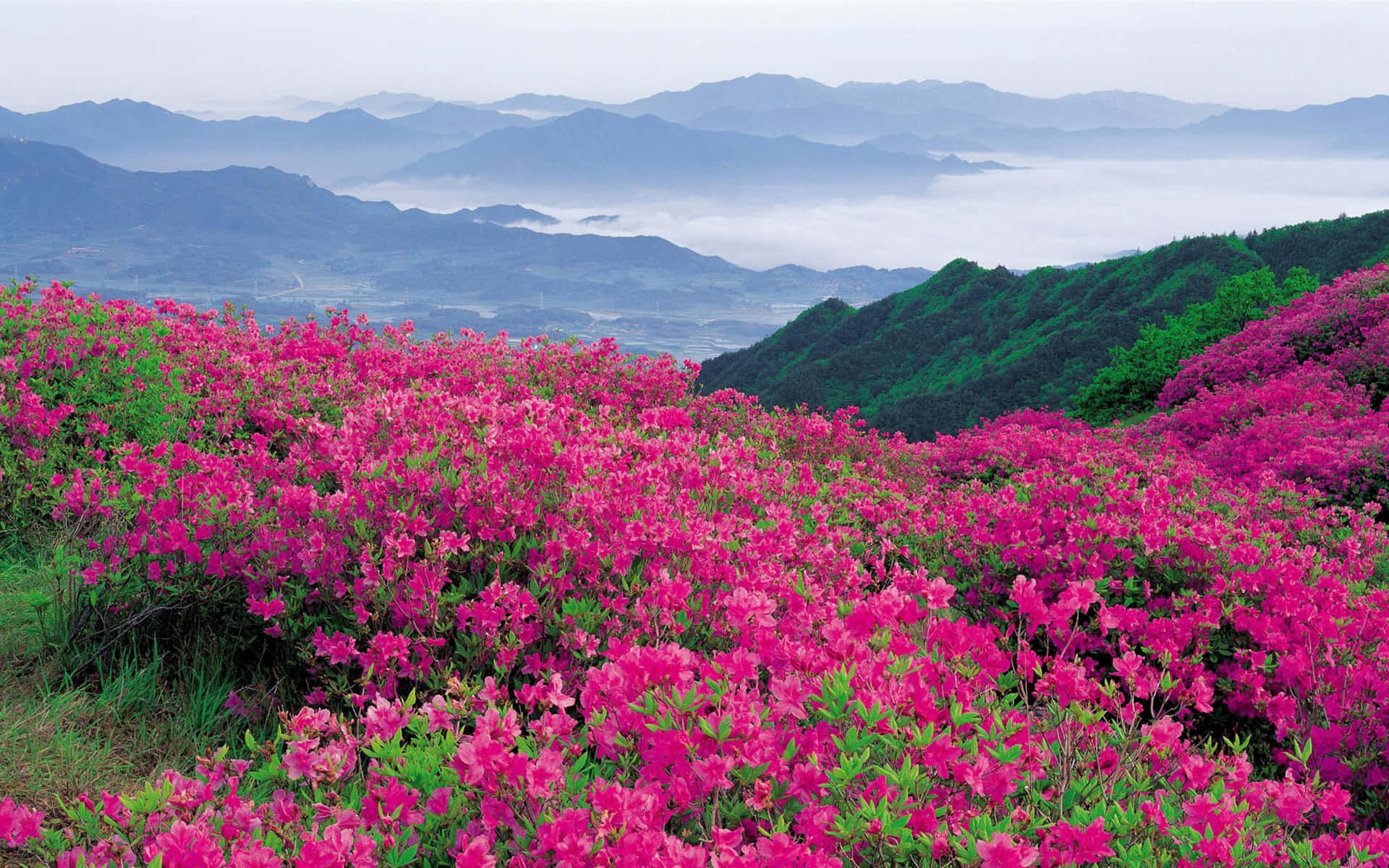 Imagende Flores Salvajes Japón Primavera