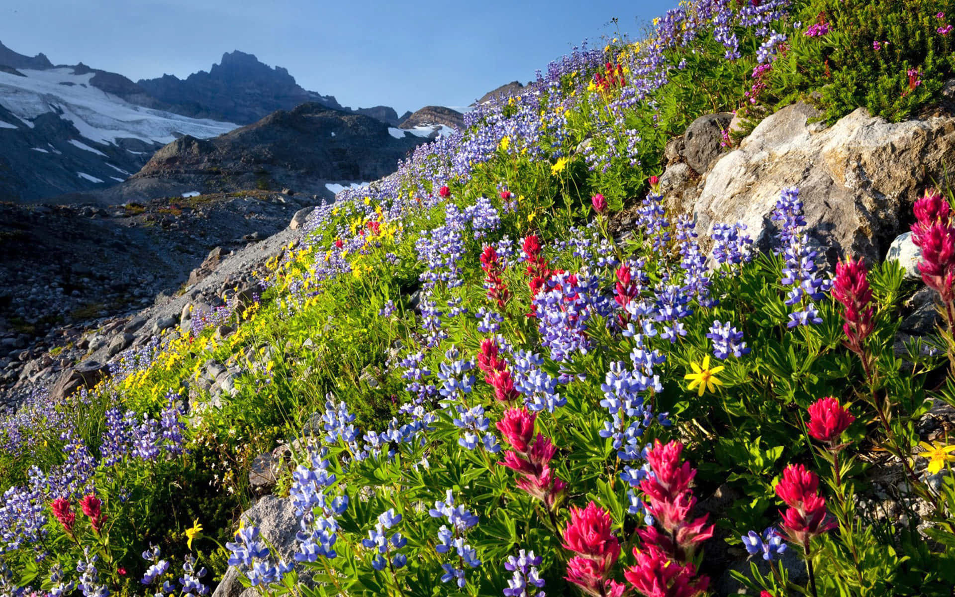 Wild Flowers Picture Mount Rainer Picture