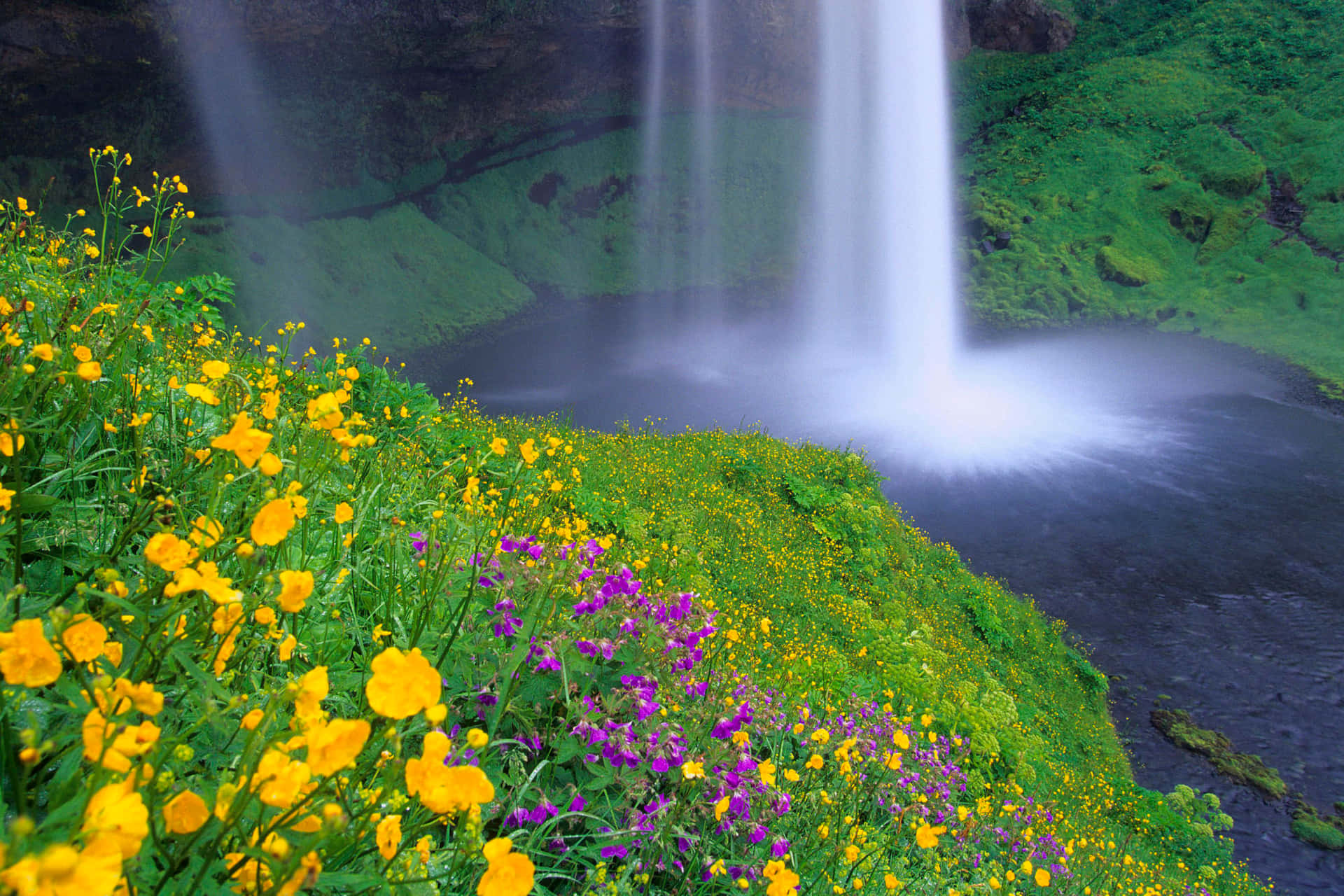 Wild Flowers Picture Waterfall Scenery