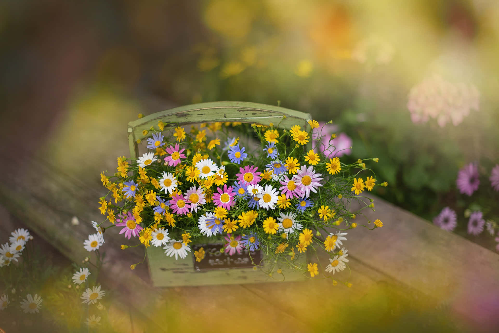 Cute Wild Flowers Picture Spring