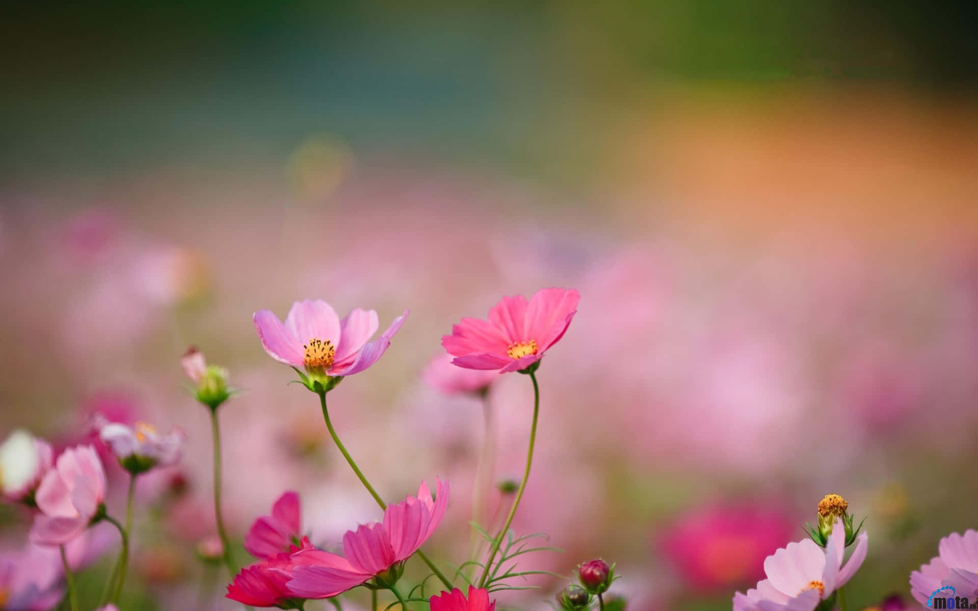 Pink Aesthetic Wild Flowers Picture