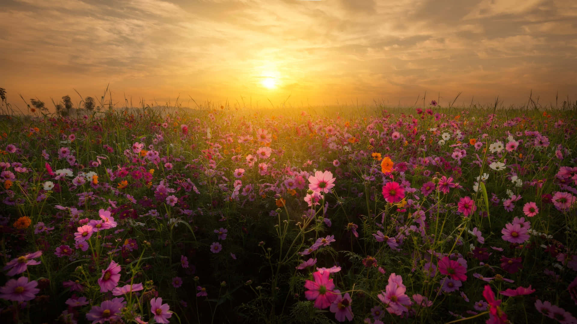 Wild Flowers Picture Garden Cosmos Sunset Picture