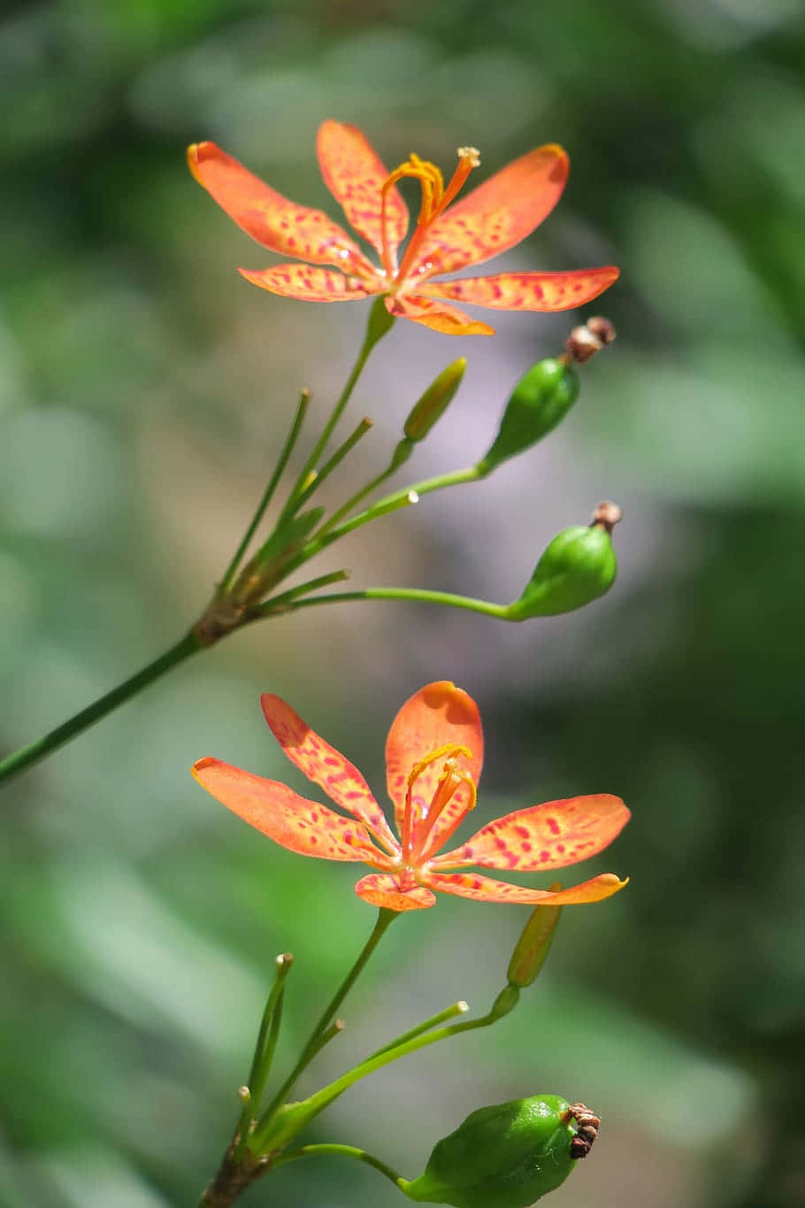 Vildblommorsbildblackberry Lily