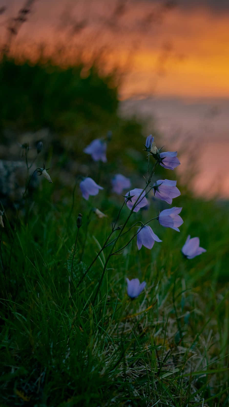 Spring Sunset Wild Flowers Picture