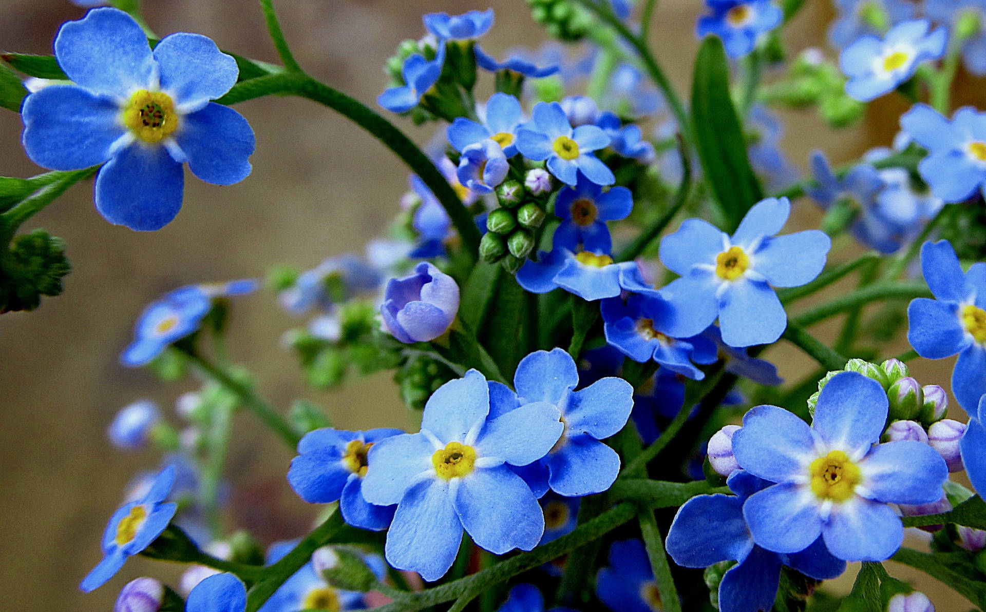 Wild Forget Me Not Flowers Background