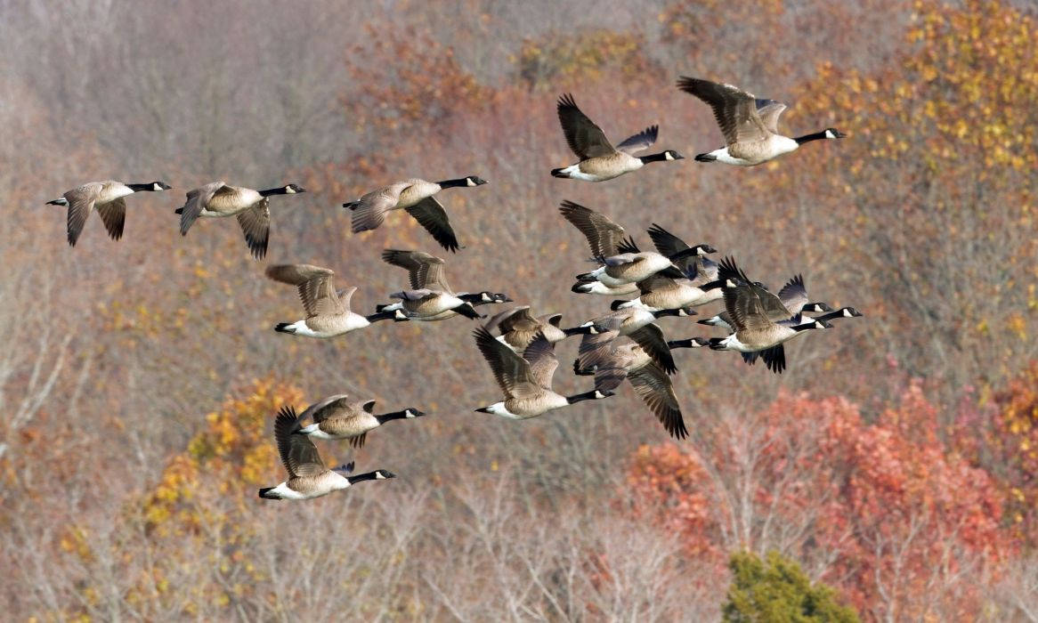 Wild Geese Soaring In The Sky Wallpaper