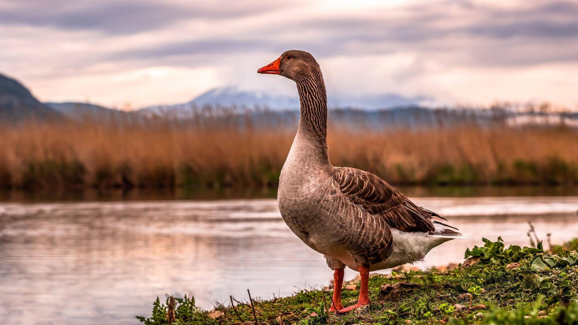 Wild Goose Perched On Riverbank Wallpaper