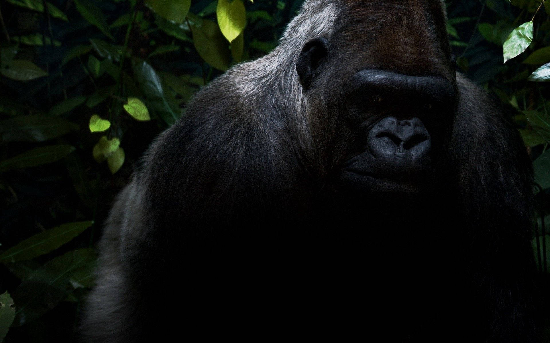 Top 999+ Gorilla Wallpaper Full HD, 4K✅Free to Use