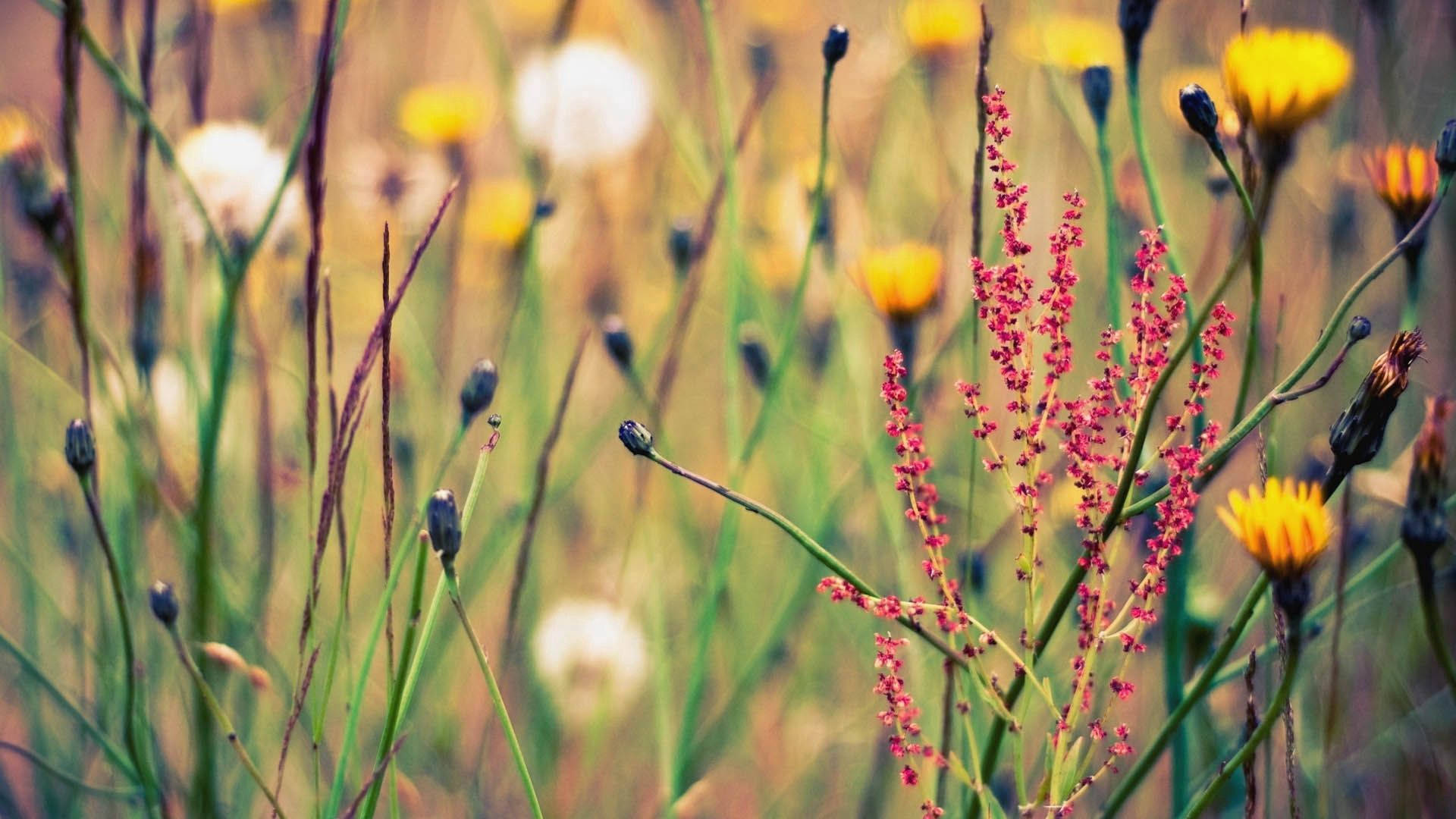 A lush field of beautiful wildflowers Wallpaper