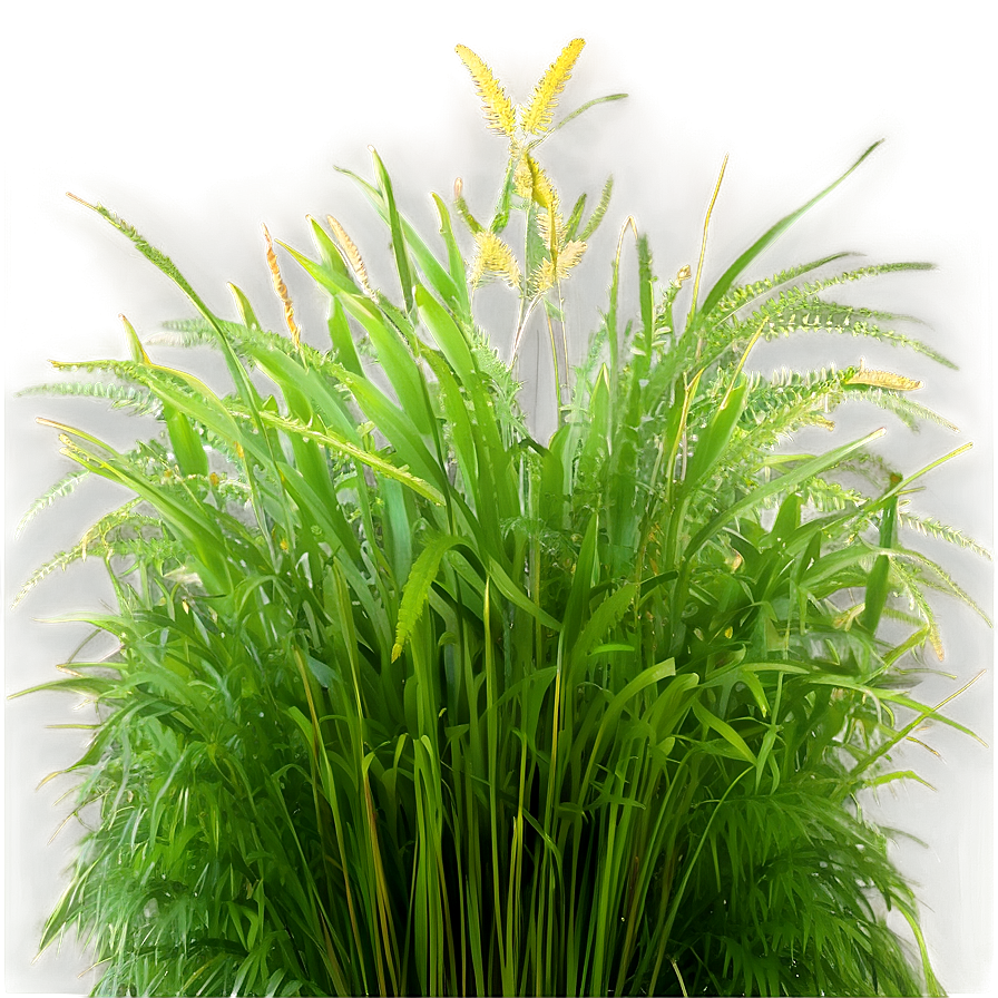 Wild Grass Texture Png 04292024 PNG