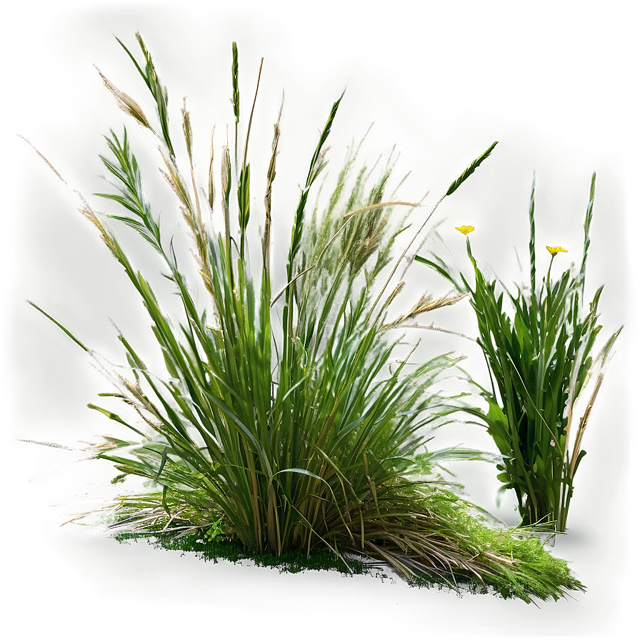 Wild Grass Texture Png 13 PNG