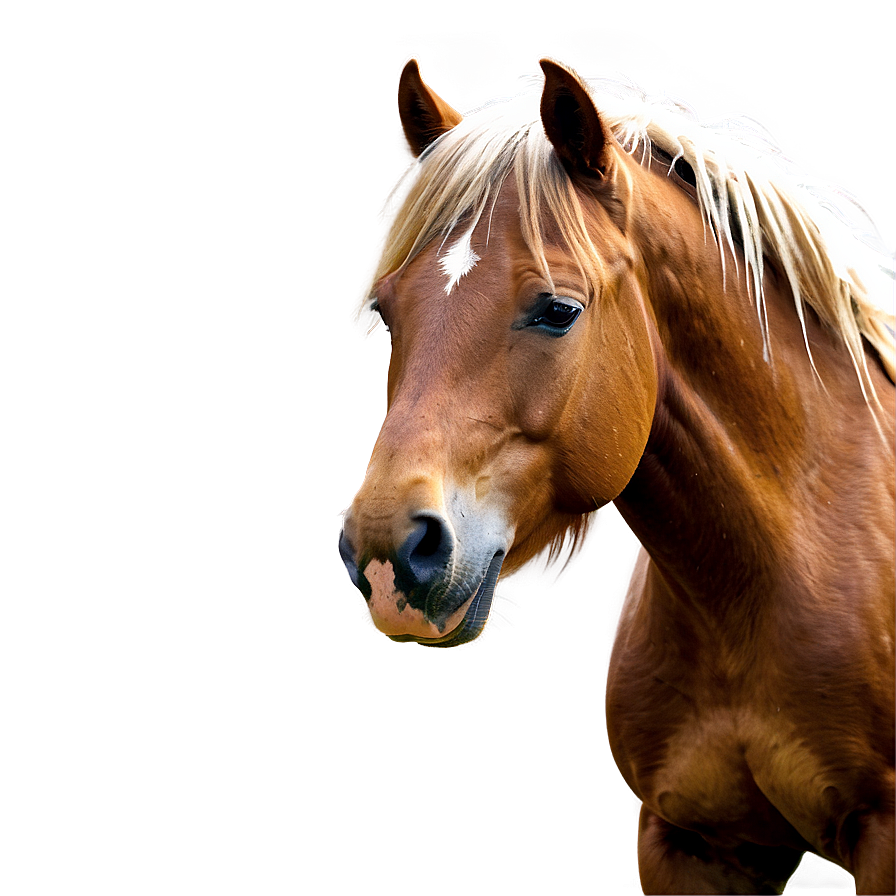 Wild Horse Png 24 PNG