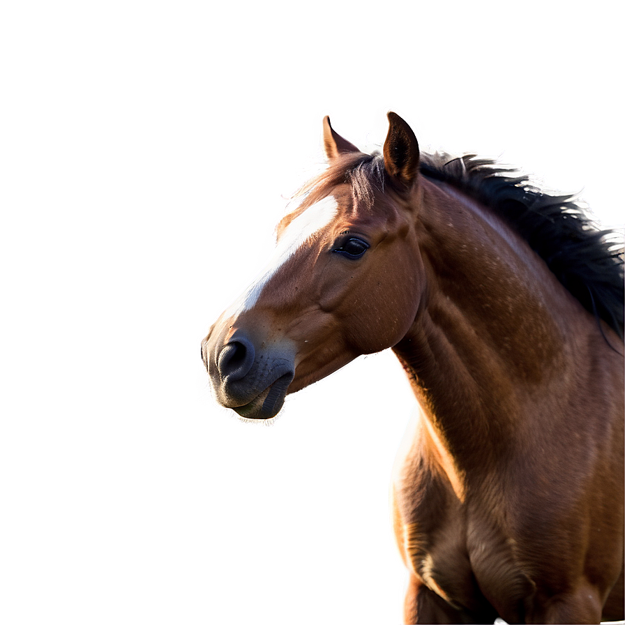 Wild Horse Png Xpt PNG