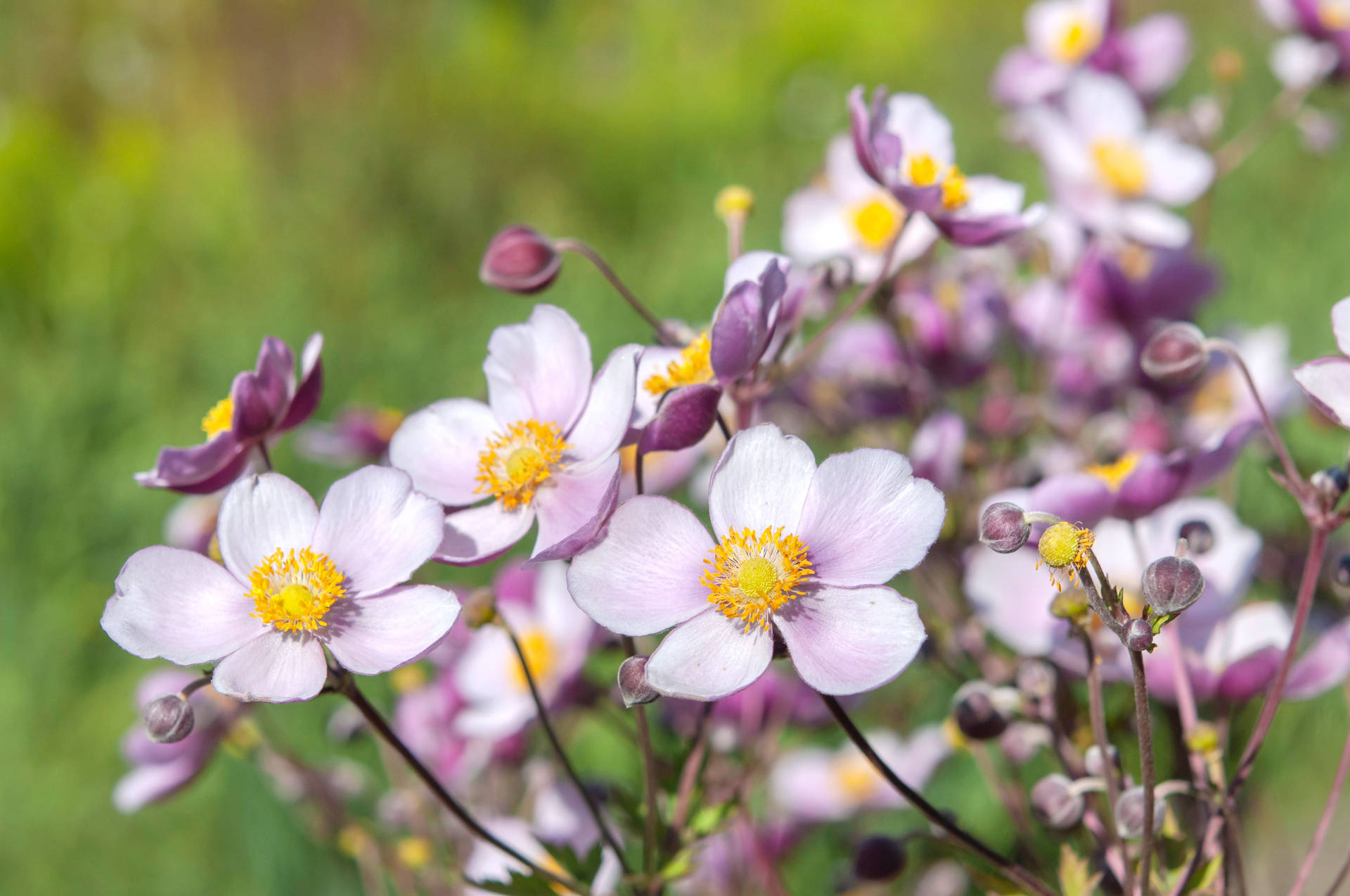 Vilde Lavendel Anemone Blomster Wallpaper