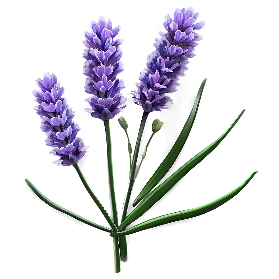 Wild Lavender Plant Png 06132024 PNG