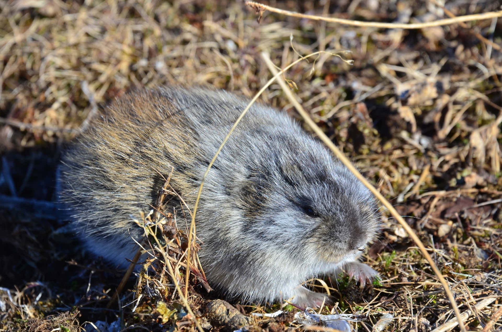 Villilemminki Luonnollisessa Elinympäristössä Taustakuva