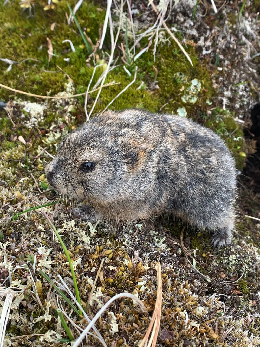 Vill Lemming I Naturlig Habitat Bakgrunnsbildet