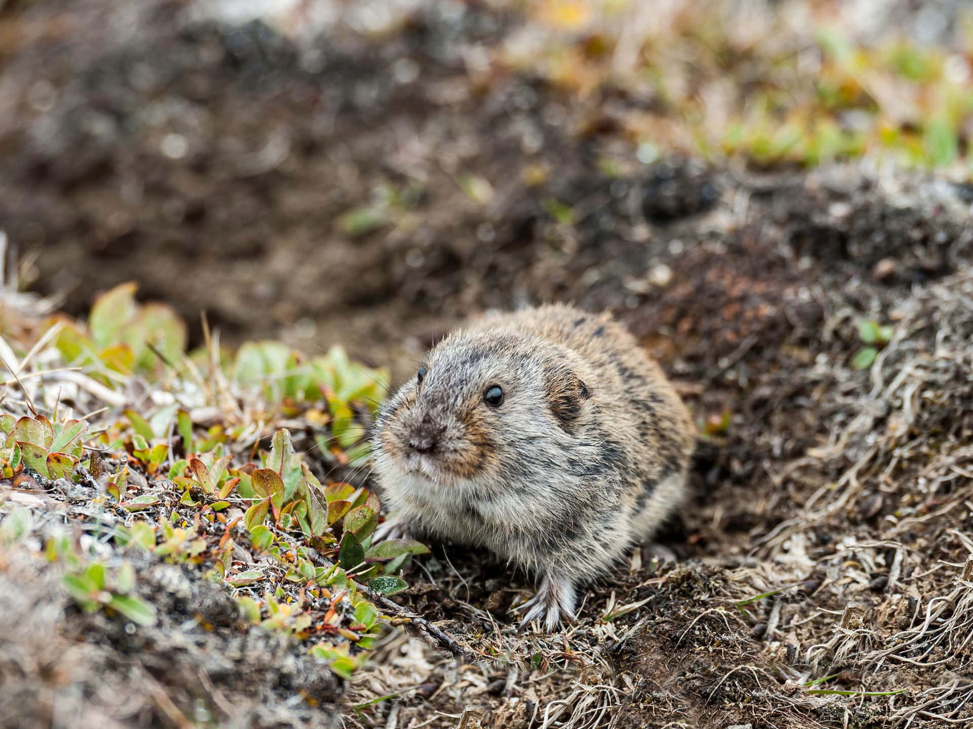 Vill Lemming I Naturlig Habitat Bakgrunnsbildet