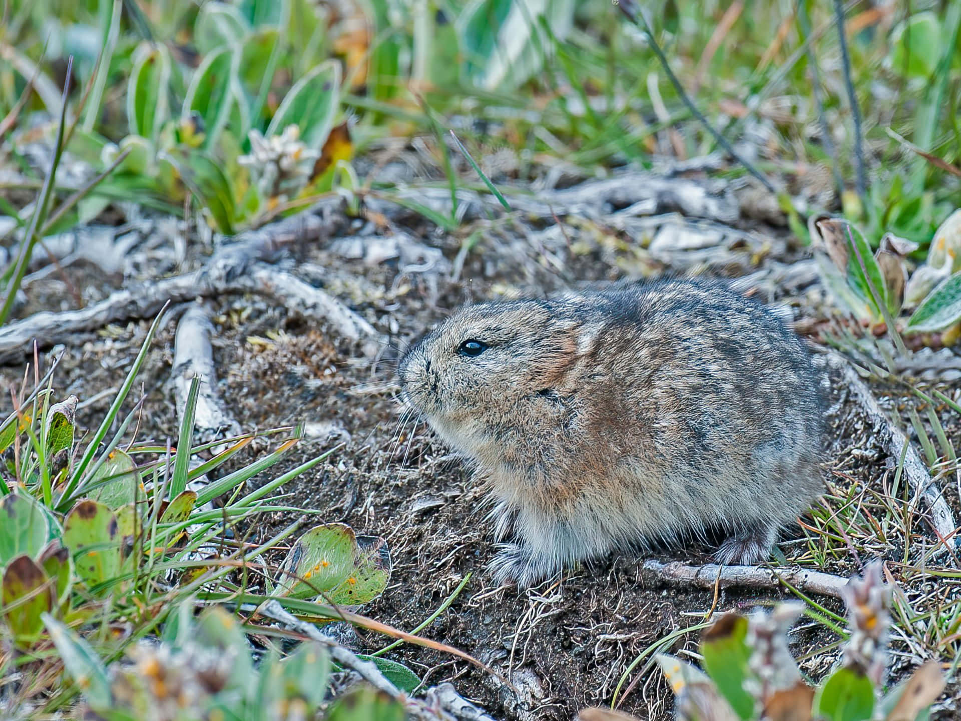 Vill Lemming I Naturlig Habitat Bakgrunnsbildet