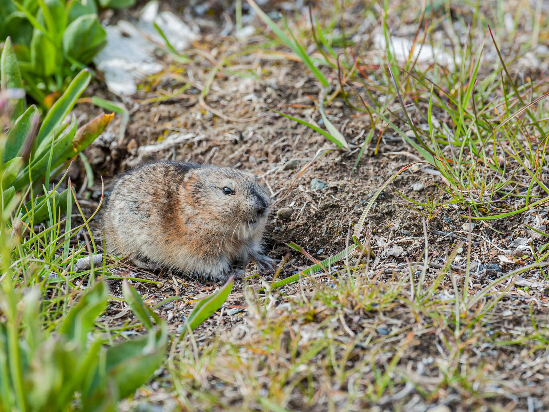 Vill Lemming I Naturlig Habitat Bakgrunnsbildet