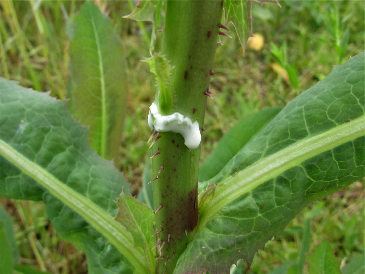 A White Smear On The Stem Of A Plant