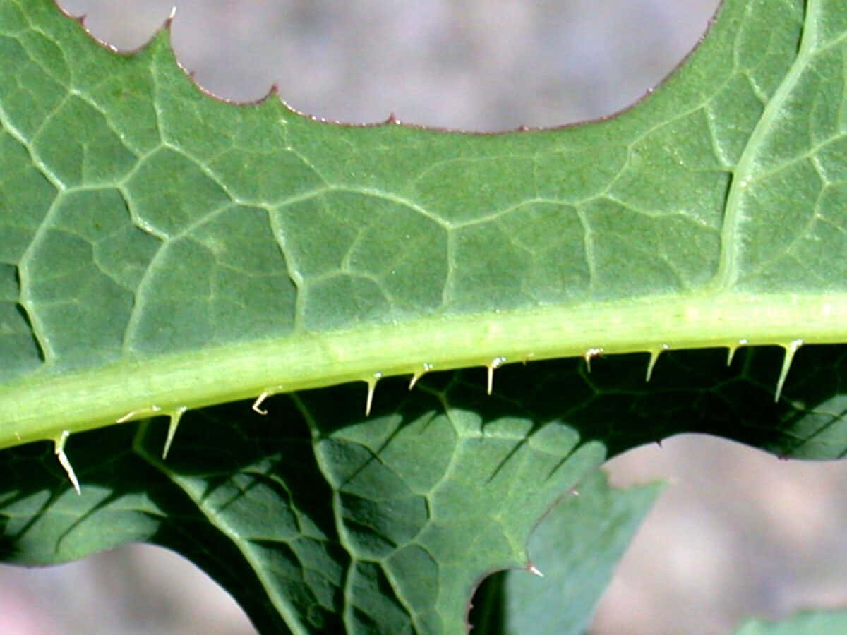A Close Up Of A Leaf With A Lot Of Leaves