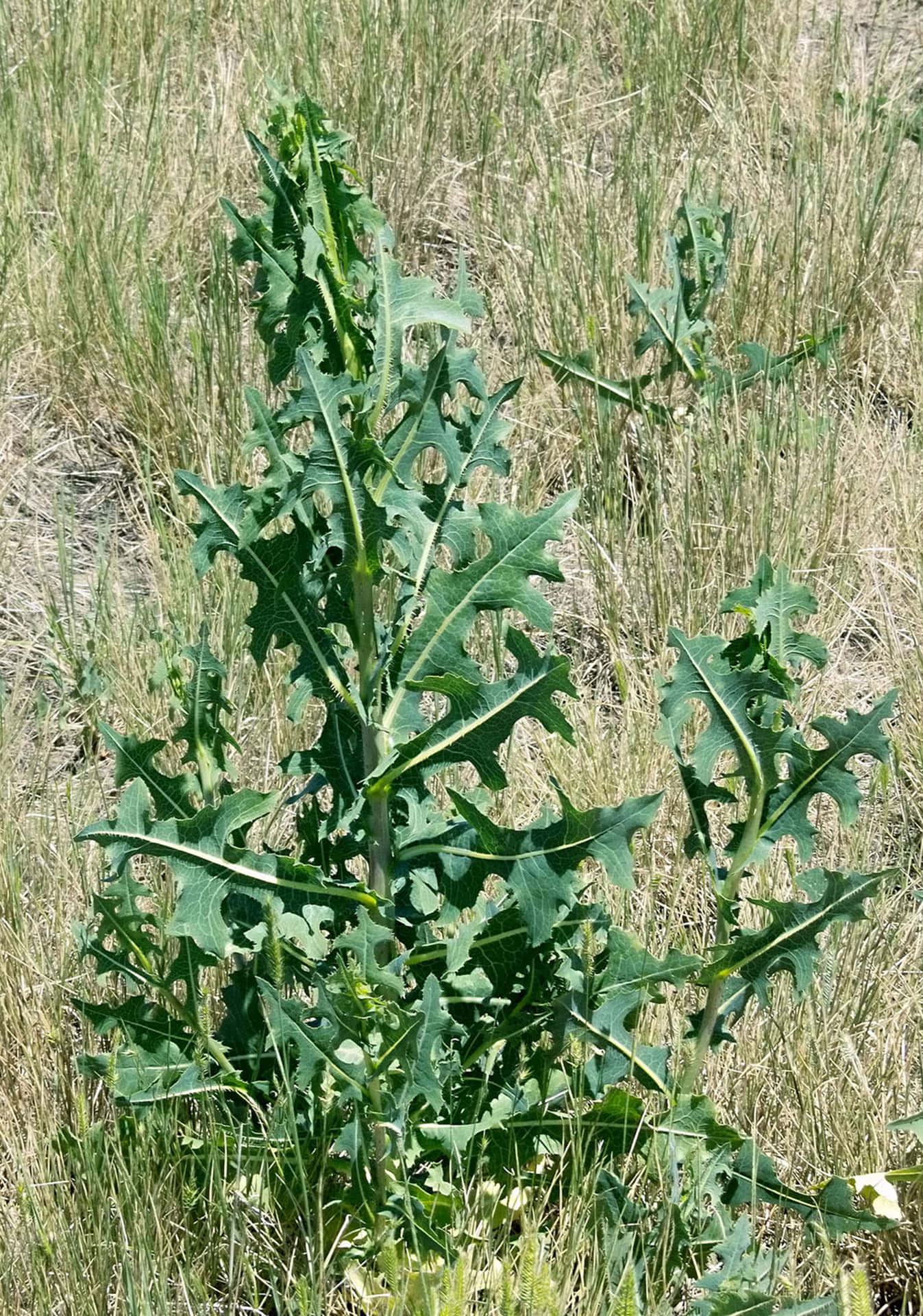 A Plant Growing In A Field With Grass And Weeds