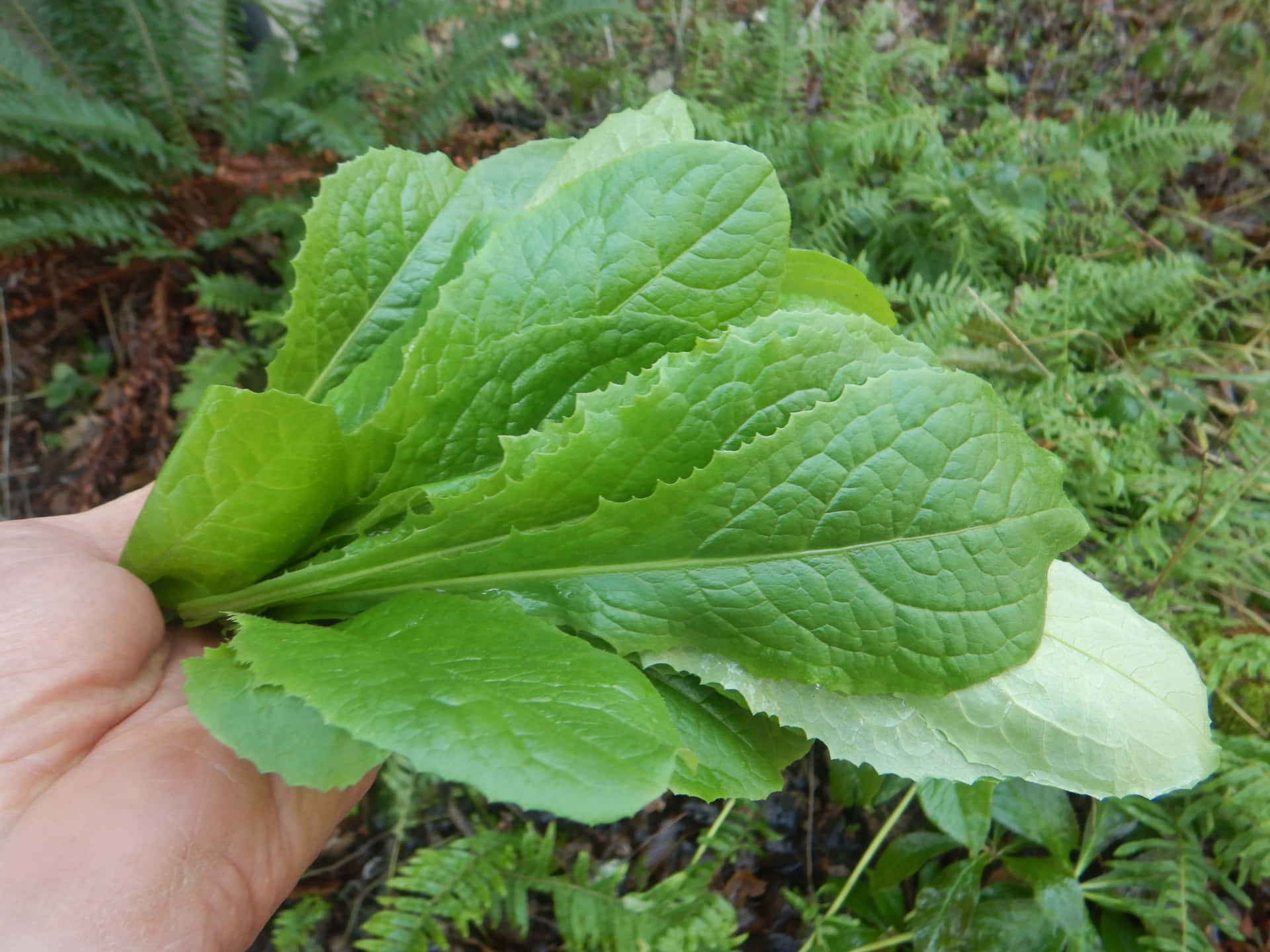 The Wild Lettuce Plant in Nature