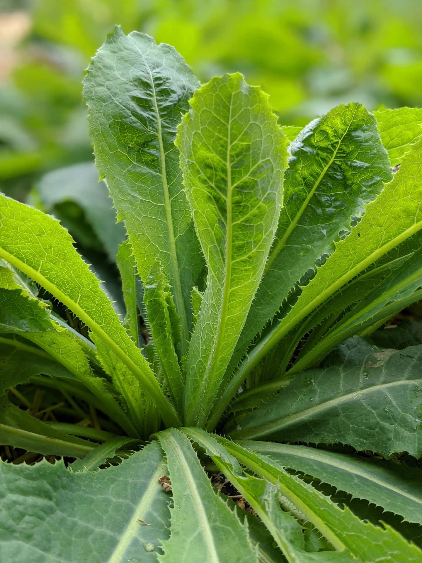 A Close Up Of A Leafy Green Plant