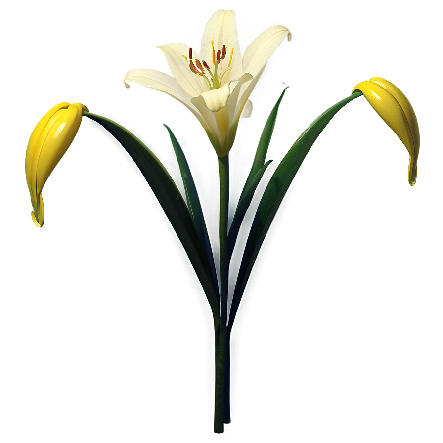 Wild Lily Flower Png 06272024 PNG