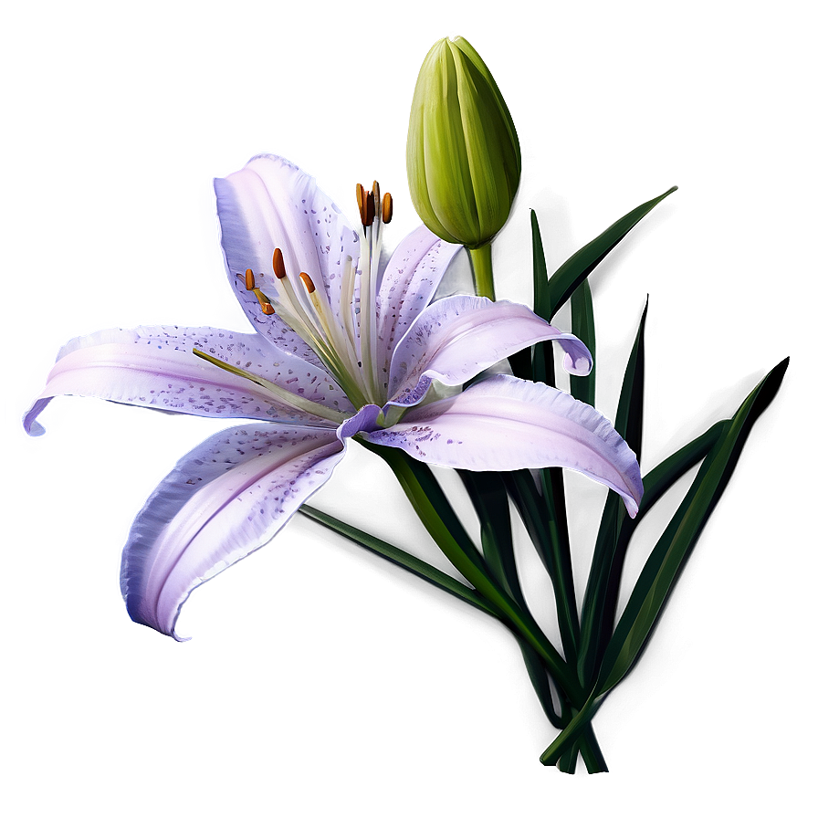 Wild Lily Flower Png 06272024 PNG
