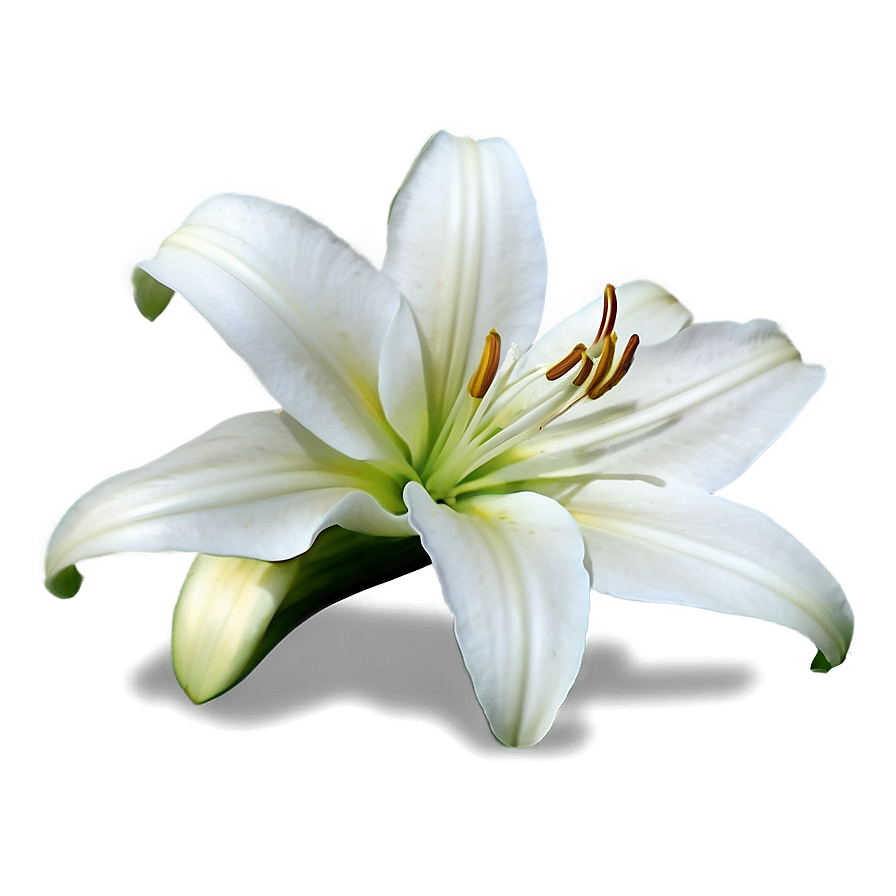 Wild Lily Flower Png Ypy17 PNG