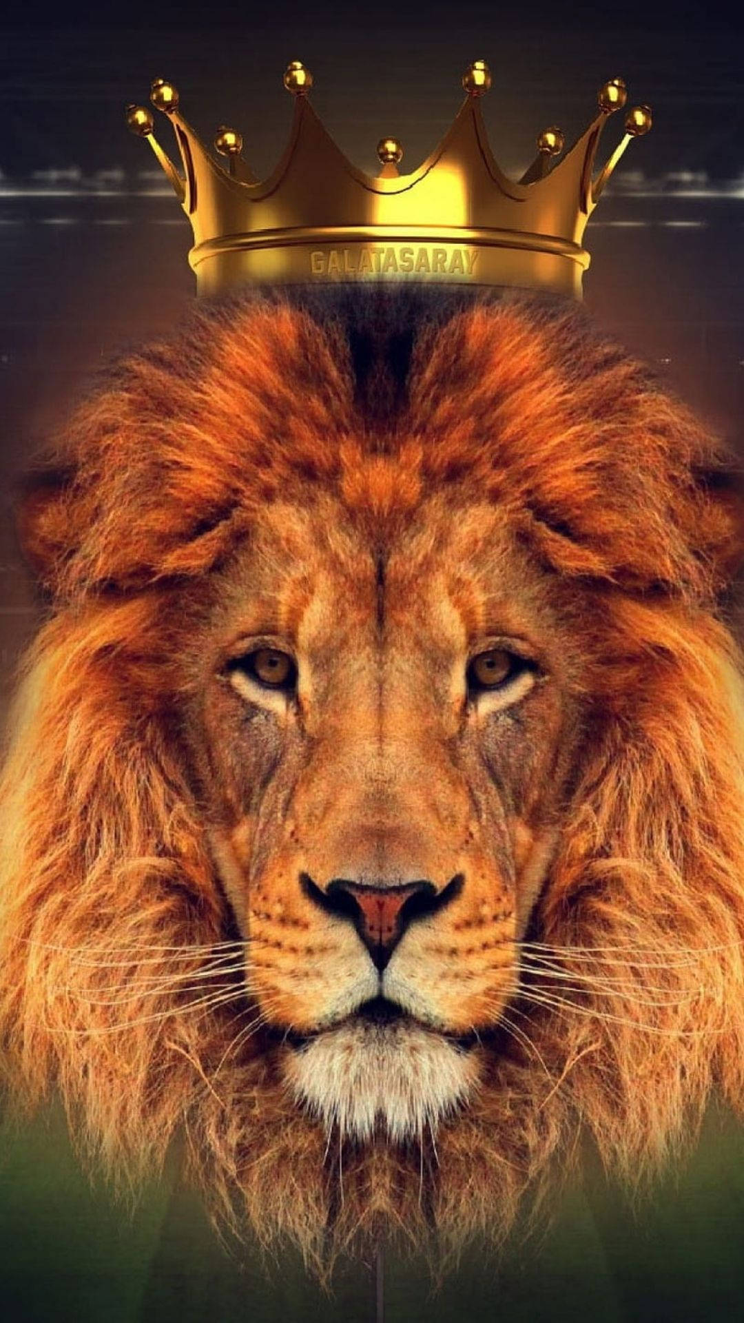 Wild Lion King Wallpaper