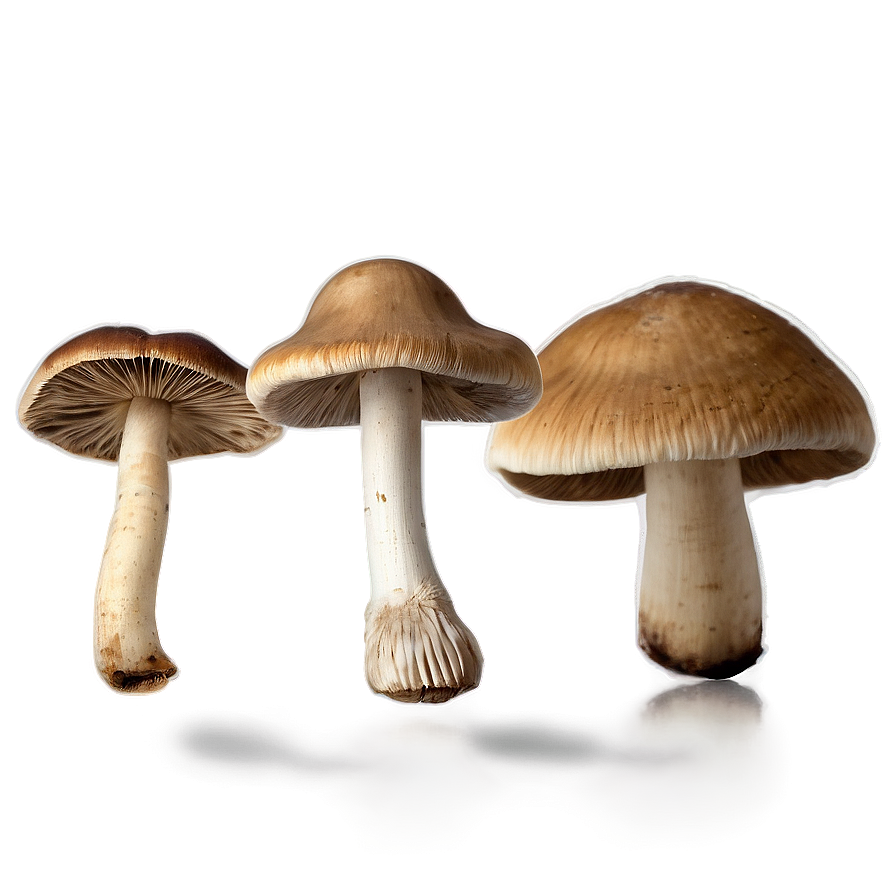 Wild Mushroom Png Hww PNG