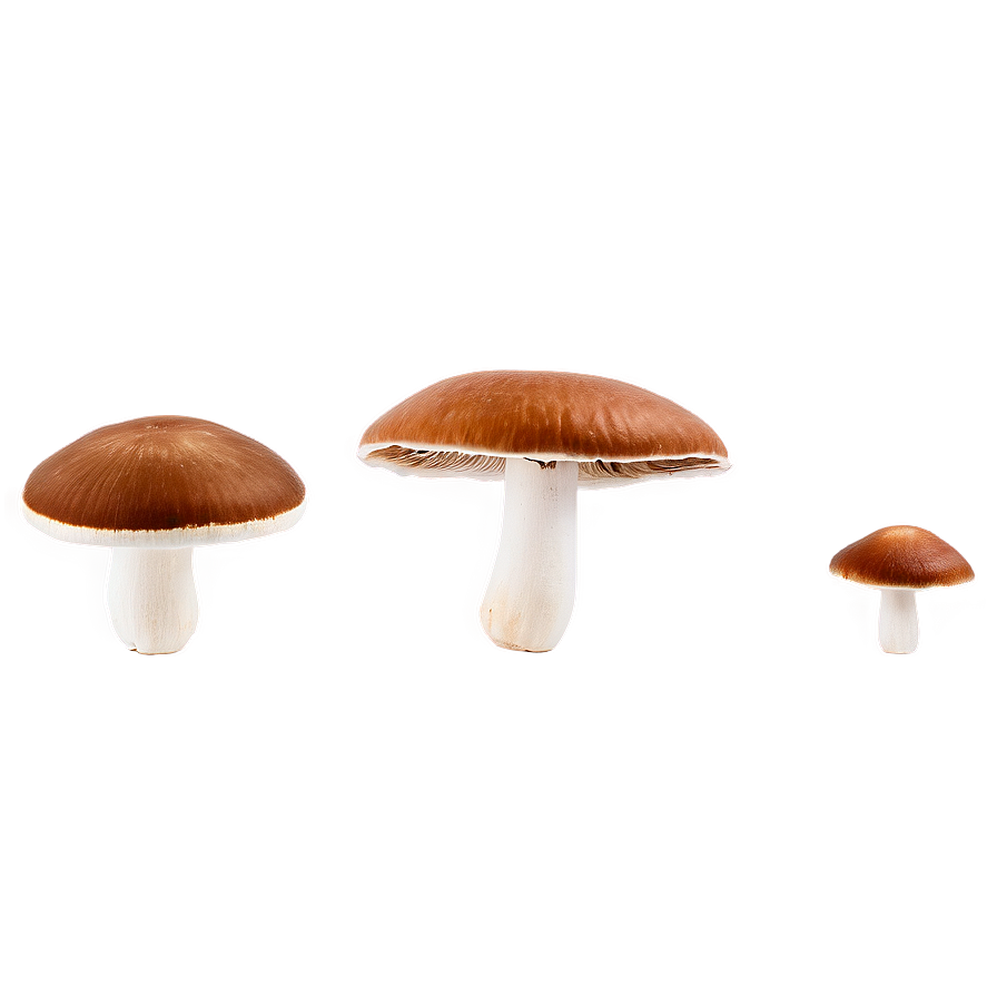 Wild Mushroom Png Tku PNG