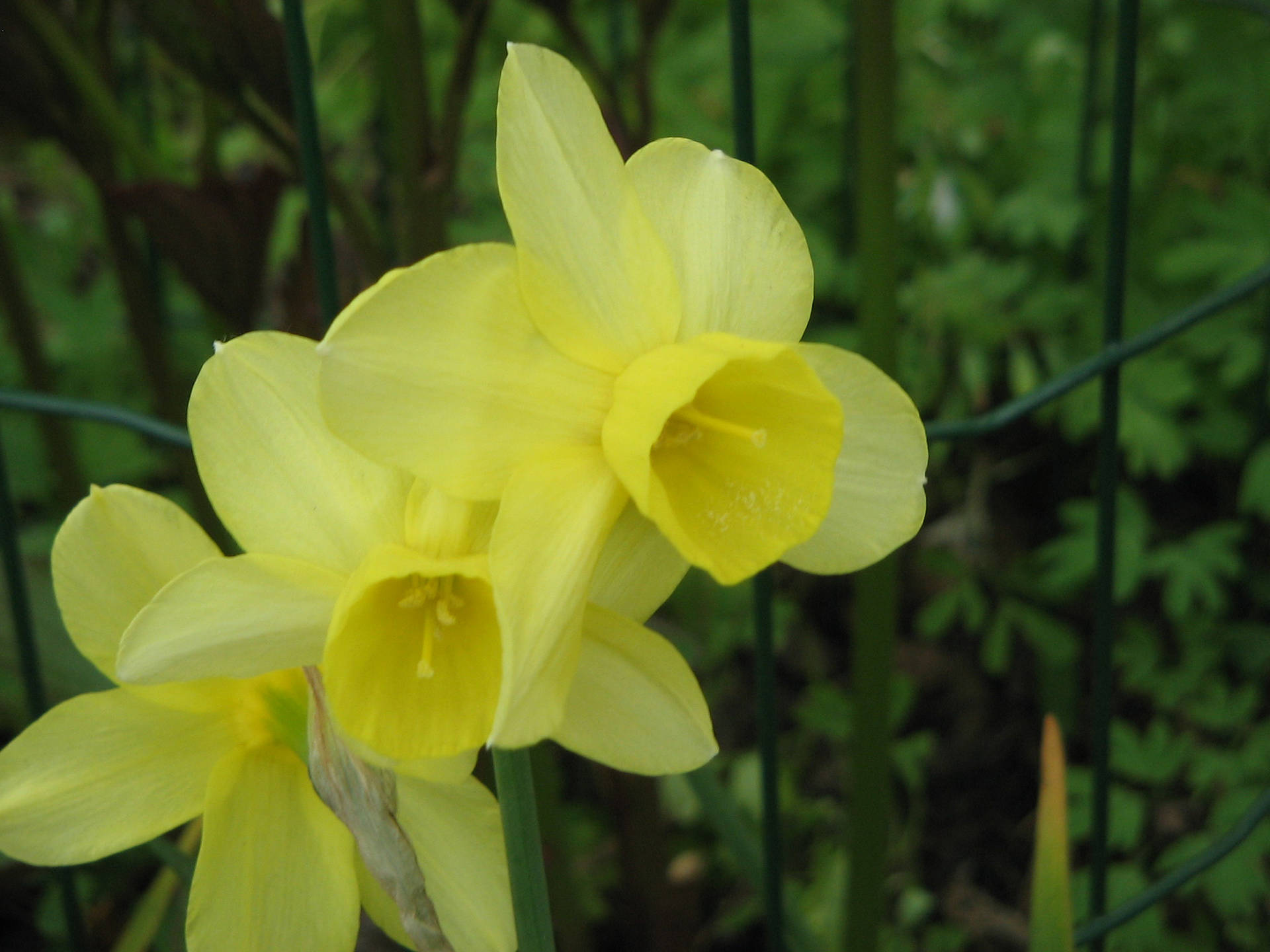 Wild Narcissus Flowers