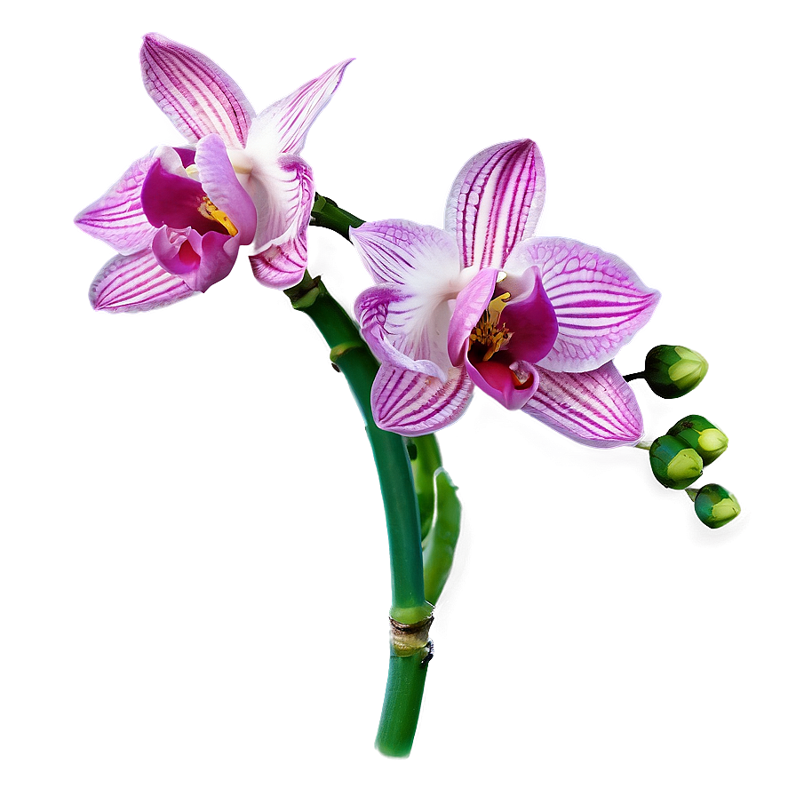 Wild Orchid Png 05242024 PNG