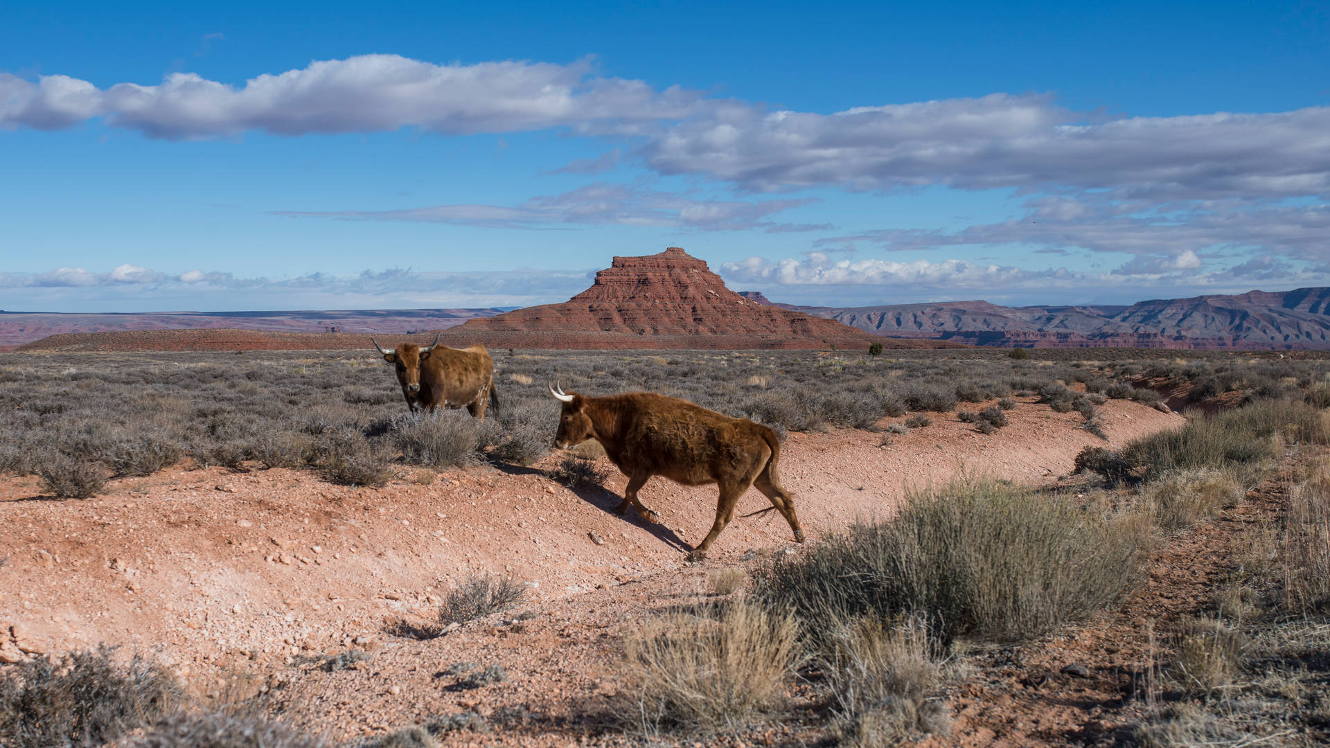 Wild Oxen In Desert Wallpaper
