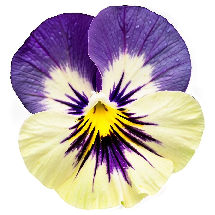 Wild Pansy Png Acw67 PNG