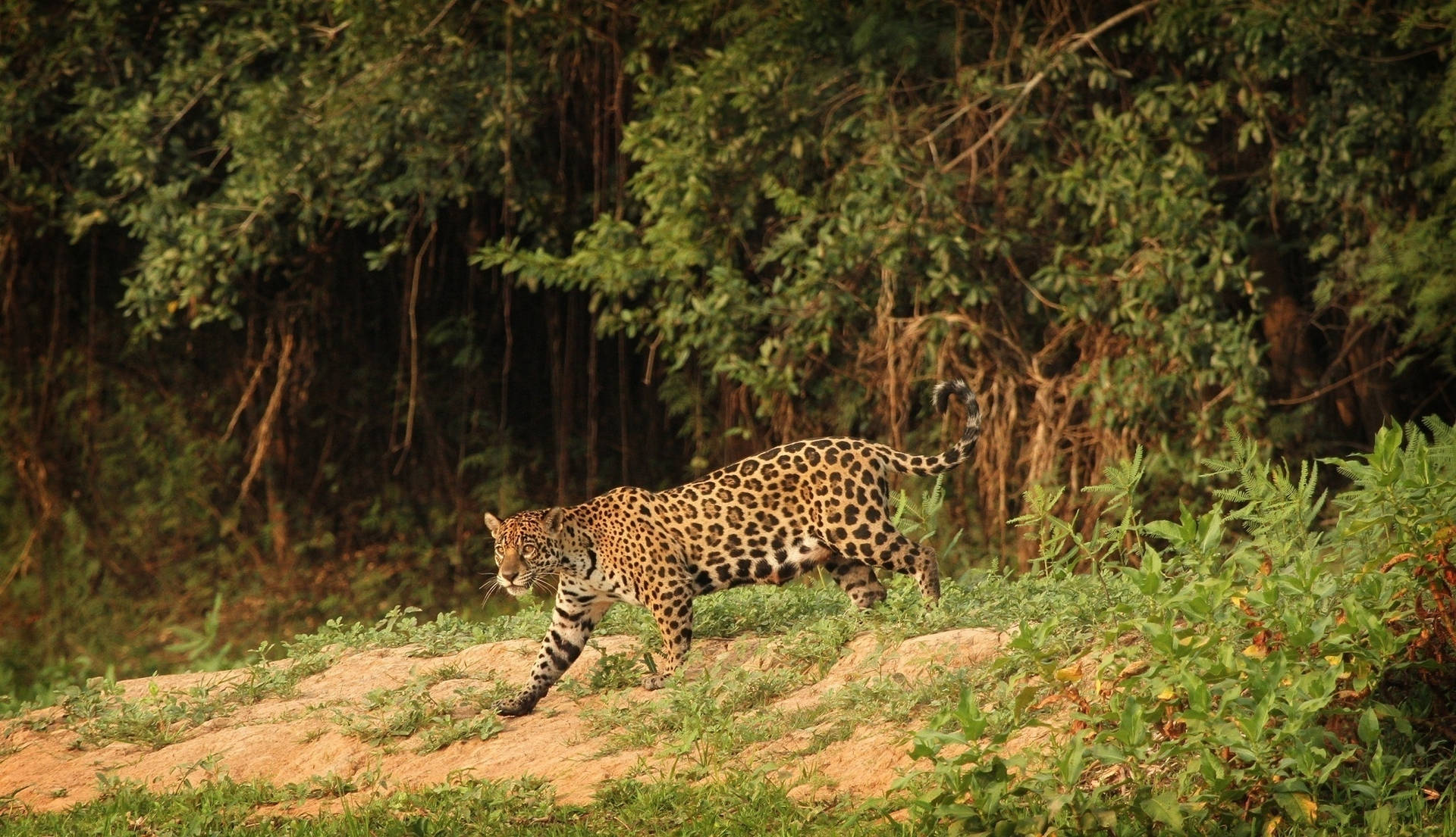Wild Predator Jaguar Background