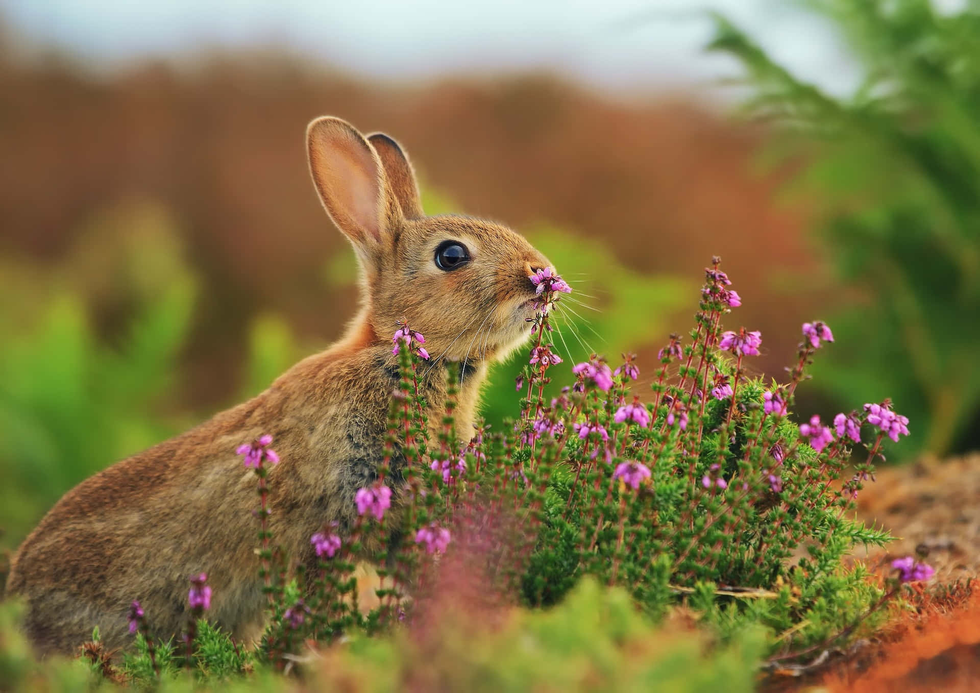 Wild Rabbit Among Flowers.jpg Wallpaper