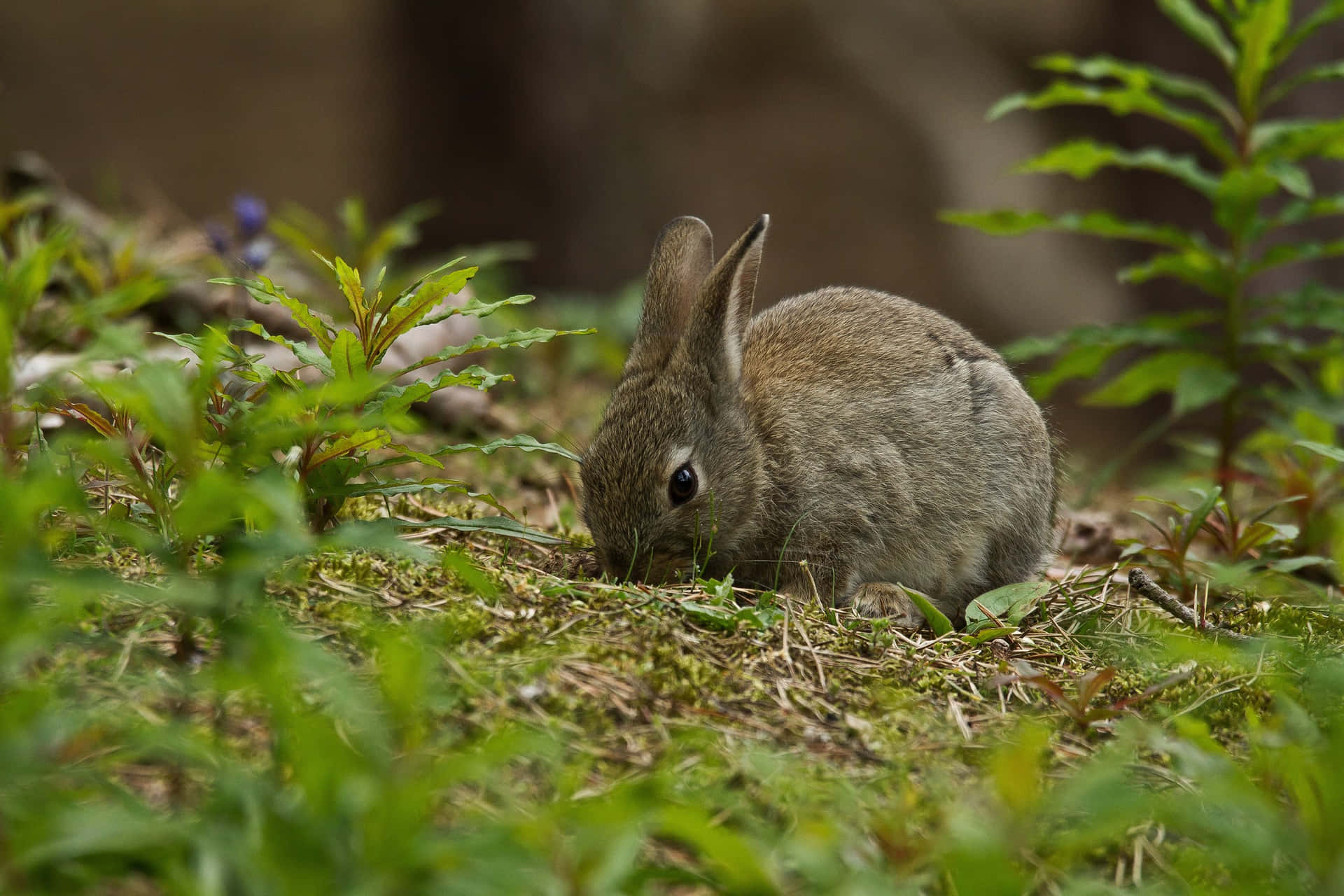 Wild Rabbitin Natural Habitat.jpg Wallpaper