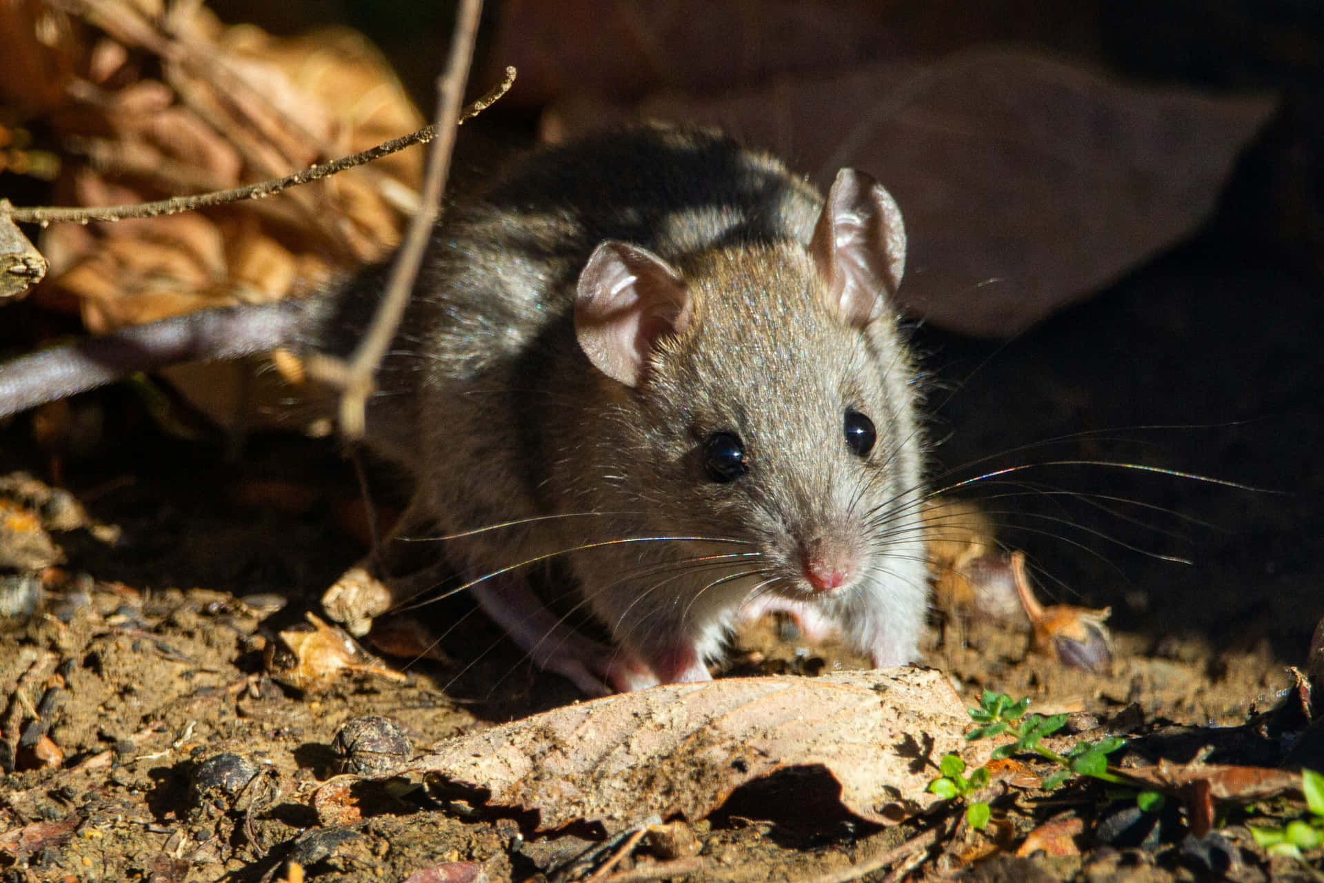 Wild Ratin Natural Habitat.jpg Wallpaper