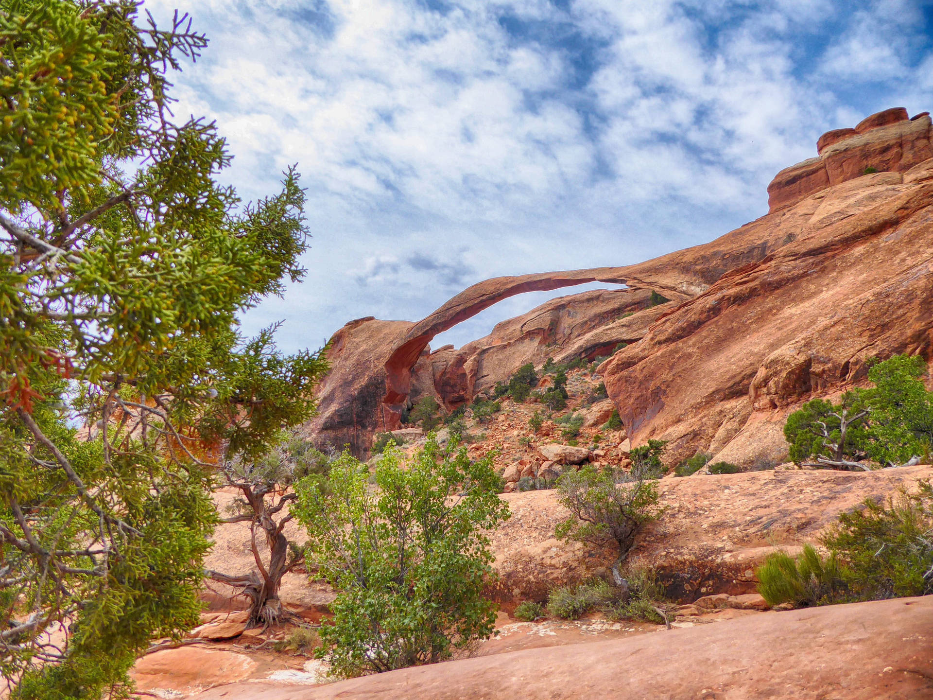 Wild Shrubs At The Arches National Park Wallpaper