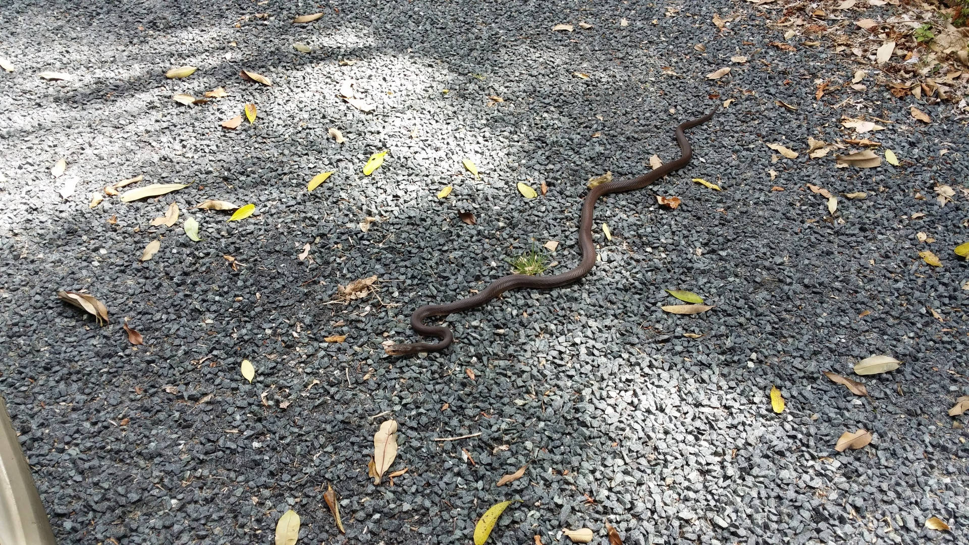 Wild Taipan Snake On Ground Background