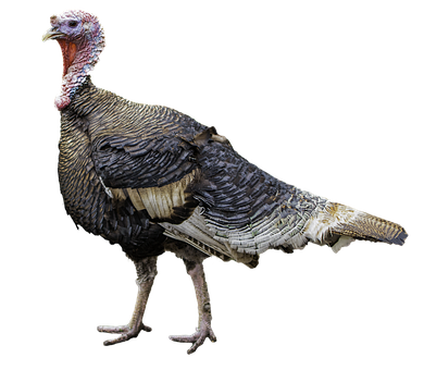 Wild Turkey Isolatedon Black Background PNG