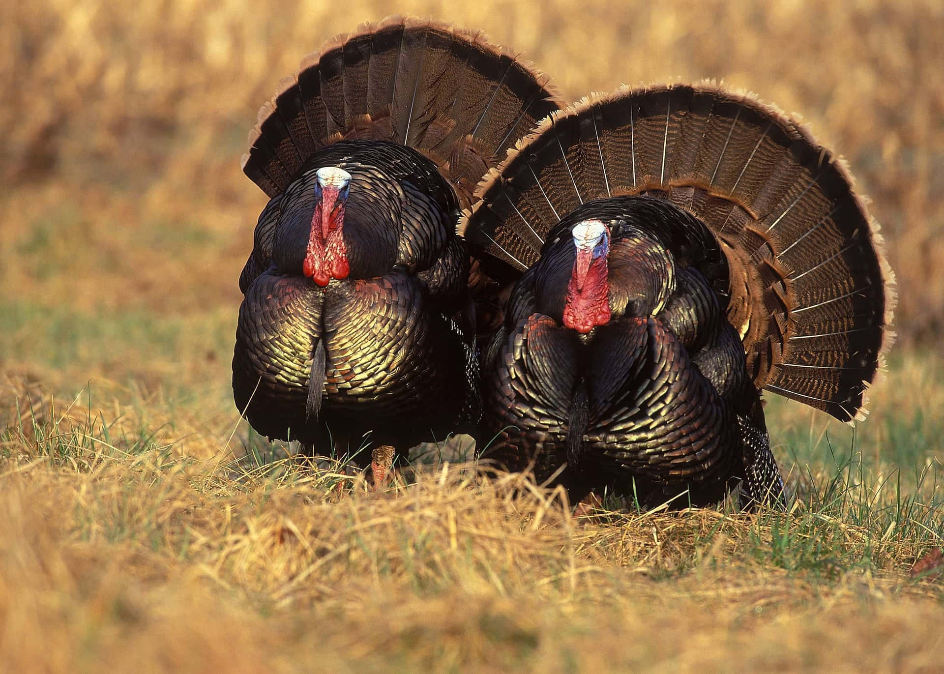 Two Turkeys Standing In A Field