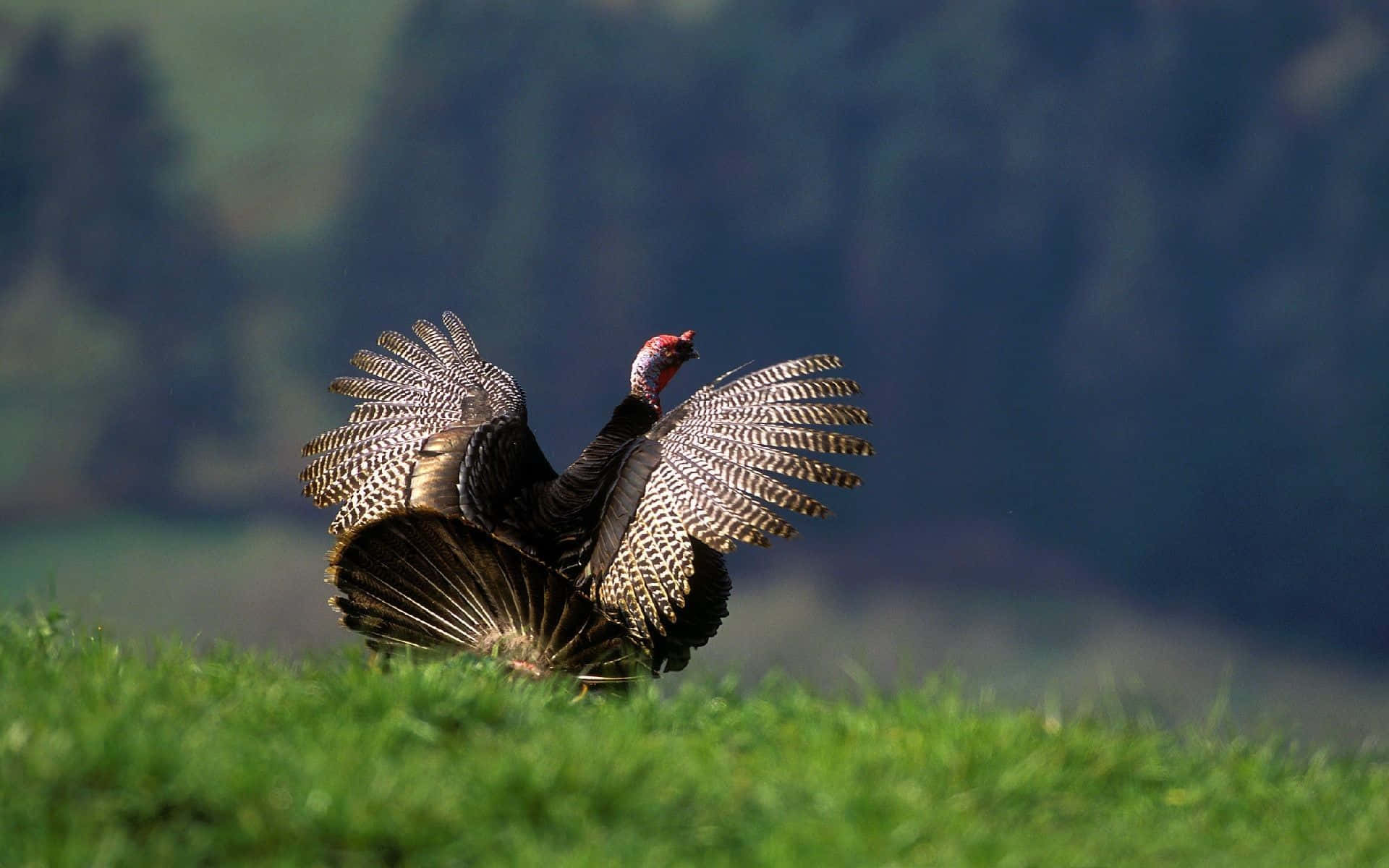 "Majestic Wild Turkey In Its Natural Habitat"