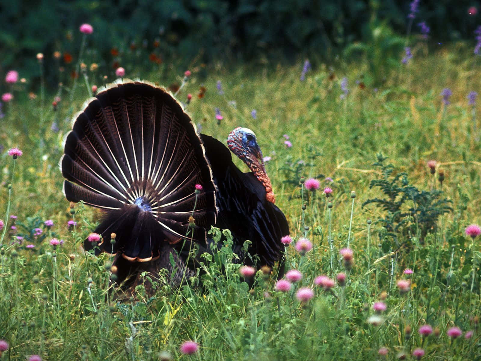 A Turkey In A Field